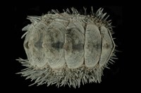 藏品(海膽石鼈)的圖片